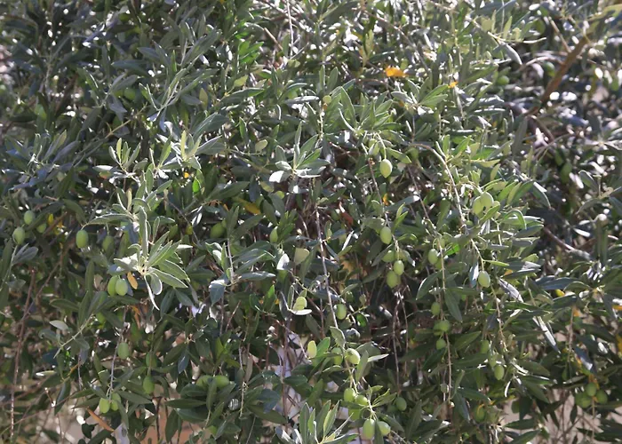 Irini Patira Apartament *